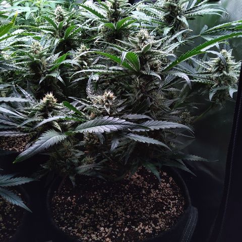Sieglinde (cherry Cola auto by fastbuds) growlog timeline photo