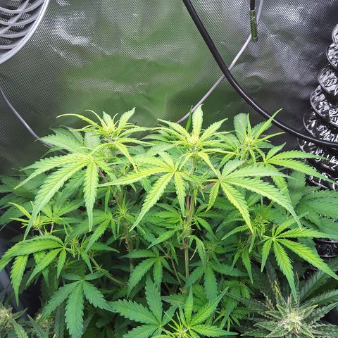 Northern Lights Auto by White Label growlog timeline photo