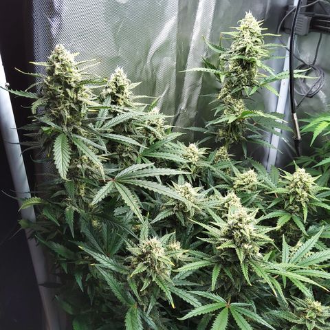 Anneliese (Amnesia zkittlez auto by fastbuds) growlog timeline photo