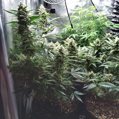 Anneliese (Amnesia zkittlez auto by fastbuds) growlog timeline photo