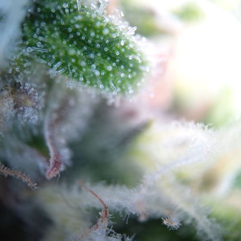 Anneliese (Amnesia zkittlez auto by fastbuds) growlog timeline photo