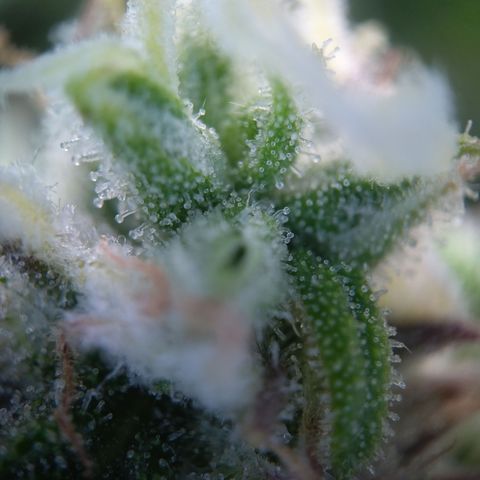 Anneliese (Amnesia zkittlez auto by fastbuds) growlog timeline photo