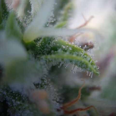 Sieglinde (cherry Cola auto by fastbuds) growlog timeline photo