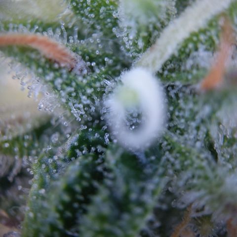 Sieglinde (cherry Cola auto by fastbuds) growlog timeline photo