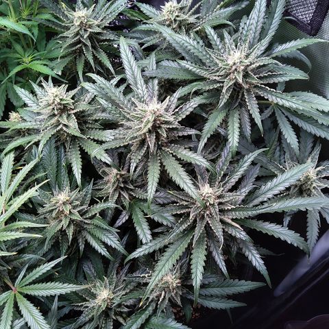 Sieglinde (cherry Cola auto by fastbuds) growlog timeline photo