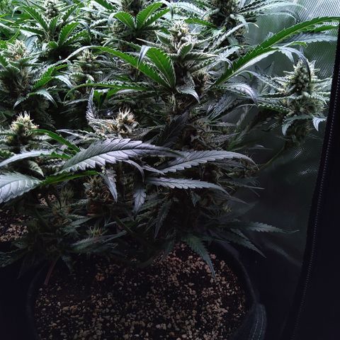 Sieglinde (cherry Cola auto by fastbuds) growlog timeline photo
