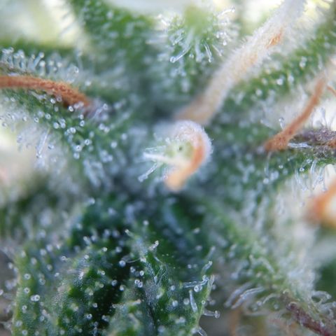 Sieglinde (cherry Cola auto by fastbuds) growlog timeline photo