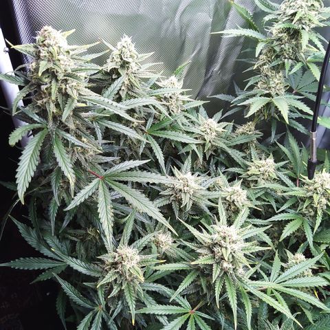 Anneliese (Amnesia zkittlez auto by fastbuds) growlog timeline photo