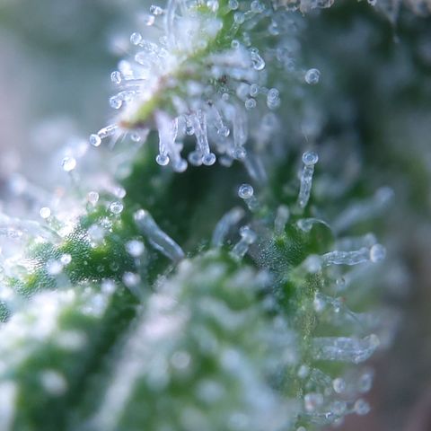 Anneliese (Amnesia zkittlez auto by fastbuds) growlog timeline photo