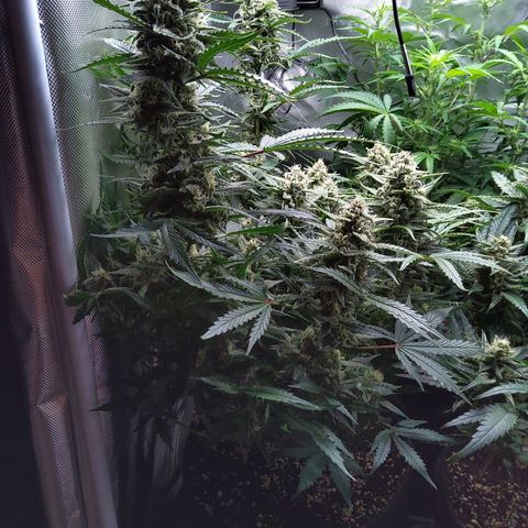 Anneliese (Amnesia zkittlez auto by fastbuds) growlog timeline photo
