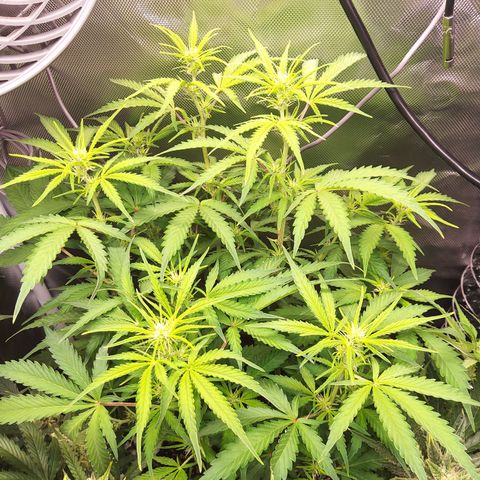 Northern Lights Auto by White Label growlog timeline photo