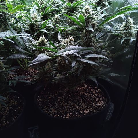 Sieglinde (cherry Cola auto by fastbuds) growlog timeline photo