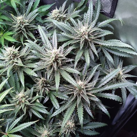 Sieglinde (cherry Cola auto by fastbuds) growlog timeline photo