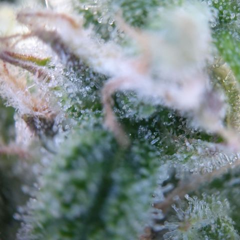 Anneliese (Amnesia zkittlez auto by fastbuds) growlog timeline photo