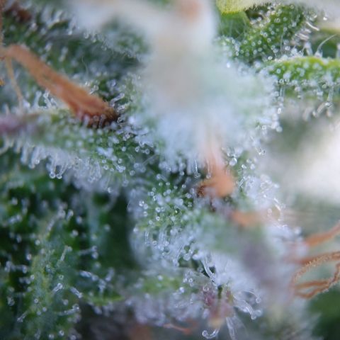 Sieglinde (cherry Cola auto by fastbuds) growlog timeline photo