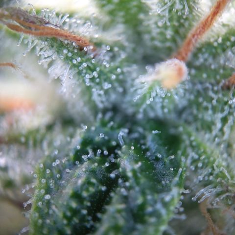 Sieglinde (cherry Cola auto by fastbuds) growlog timeline photo