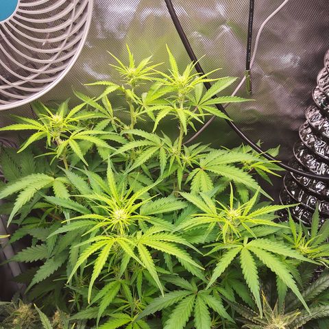 Northern Lights Auto by White Label growlog timeline photo