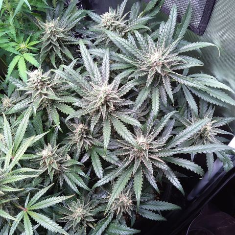 Sieglinde (cherry Cola auto by fastbuds) growlog timeline photo