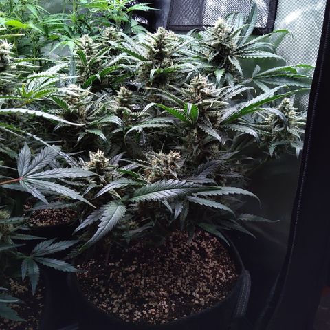 Sieglinde (cherry Cola auto by fastbuds) growlog timeline photo