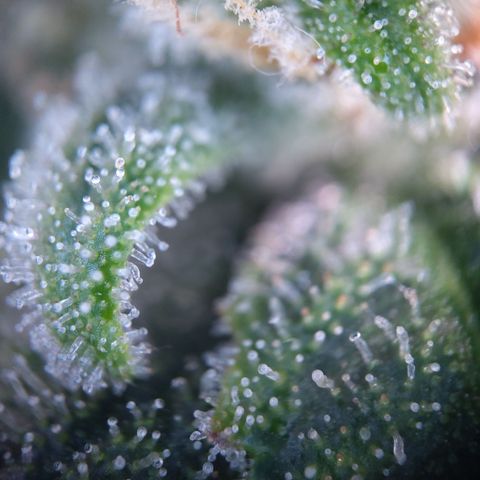 Anneliese (Amnesia zkittlez auto by fastbuds) growlog timeline photo