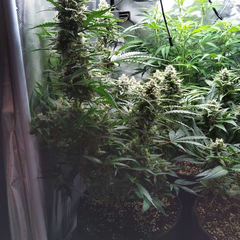 Anneliese (Amnesia zkittlez auto by fastbuds) growlog timeline photo