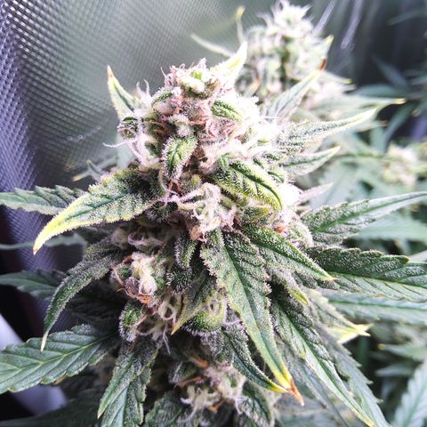 Anneliese (Amnesia zkittlez auto by fastbuds) growlog timeline photo
