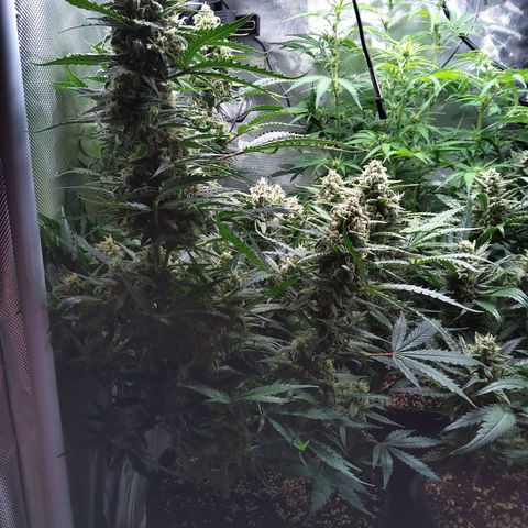 Anneliese (Amnesia zkittlez auto by fastbuds) growlog timeline photo