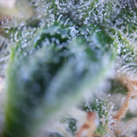 Sieglinde (cherry Cola auto by fastbuds) growlog timeline photo