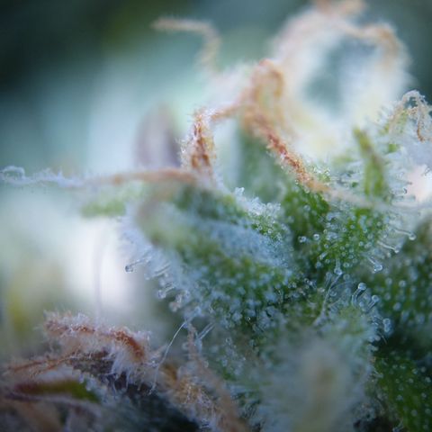 Anneliese (Amnesia zkittlez auto by fastbuds) growlog timeline photo