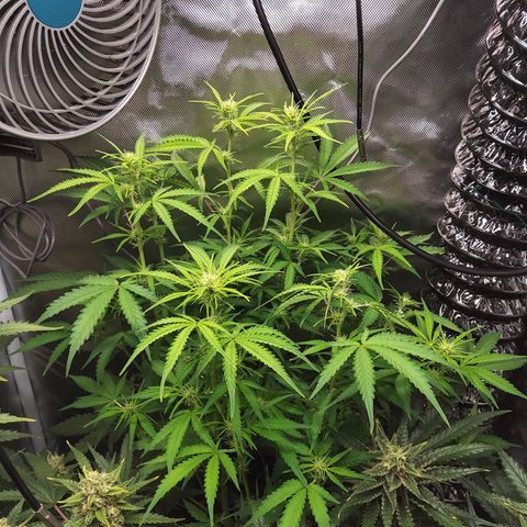 Northern Lights Auto by White Label growlog timeline photo