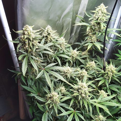 Anneliese (Amnesia zkittlez auto by fastbuds) growlog timeline photo