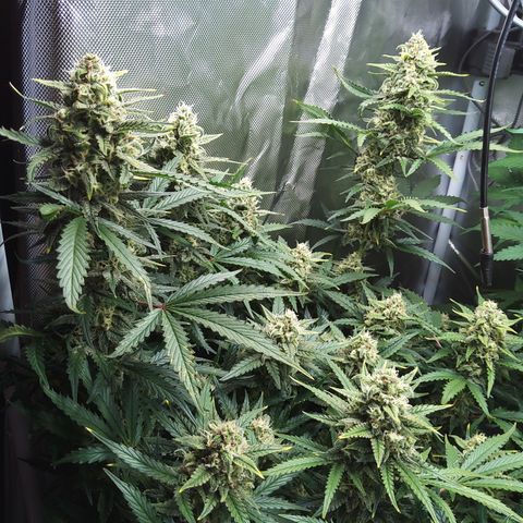 Anneliese (Amnesia zkittlez auto by fastbuds) growlog timeline photo