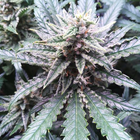 Sieglinde (cherry Cola auto by fastbuds) growlog timeline photo
