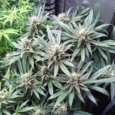 Sieglinde (cherry Cola auto by fastbuds) growlog timeline photo