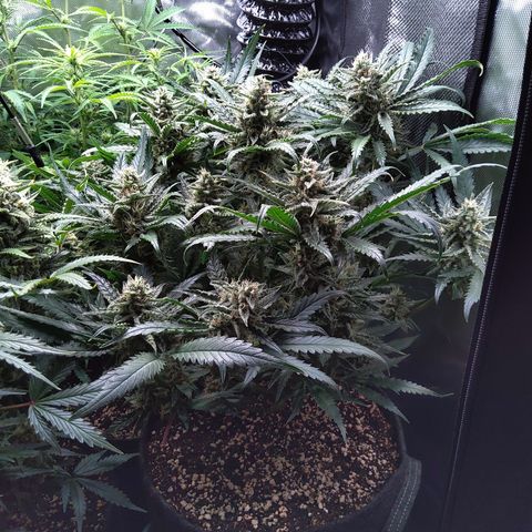 Sieglinde (cherry Cola auto by fastbuds) growlog timeline photo