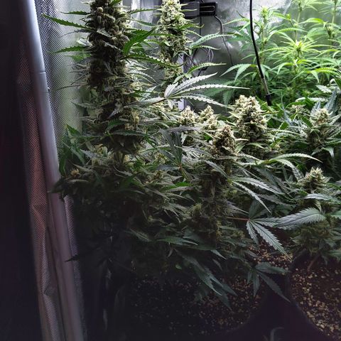 Anneliese (Amnesia zkittlez auto by fastbuds) growlog timeline photo