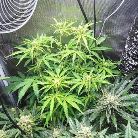 Northern Lights Auto by White Label growlog timeline photo