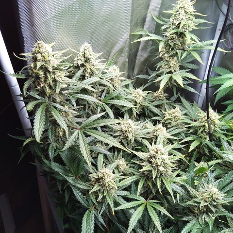Anneliese (Amnesia zkittlez auto by fastbuds) growlog timeline photo