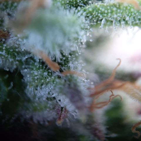 Sieglinde (cherry Cola auto by fastbuds) growlog timeline photo