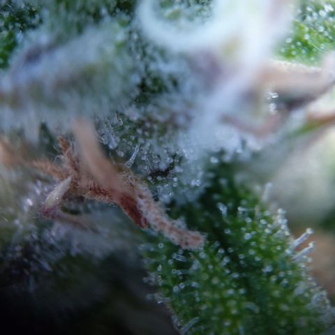 Anneliese (Amnesia zkittlez auto by fastbuds) growlog timeline photo