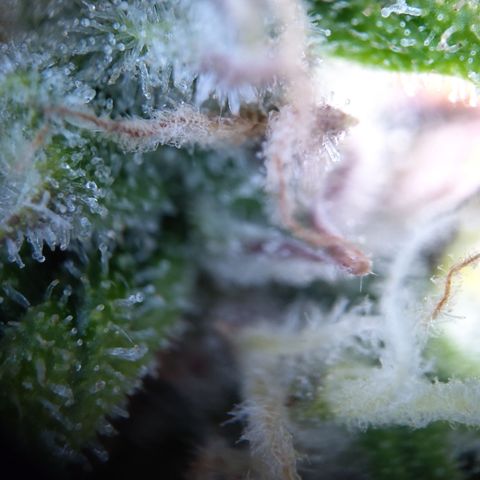 Anneliese (Amnesia zkittlez auto by fastbuds) growlog timeline photo