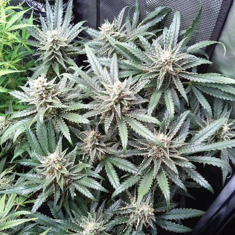 Sieglinde (cherry Cola auto by fastbuds) growlog timeline photo