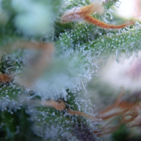 Sieglinde (cherry Cola auto by fastbuds) growlog timeline photo