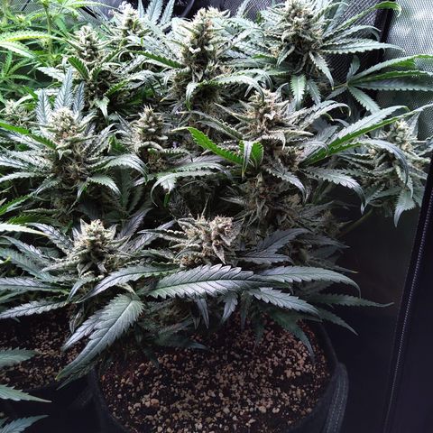 Sieglinde (cherry Cola auto by fastbuds) growlog timeline photo