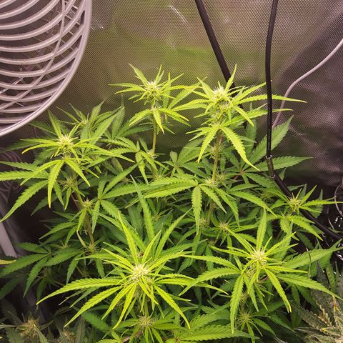 Northern Lights Auto by White Label growlog timeline photo