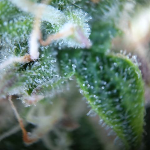 Sieglinde (cherry Cola auto by fastbuds) growlog timeline photo