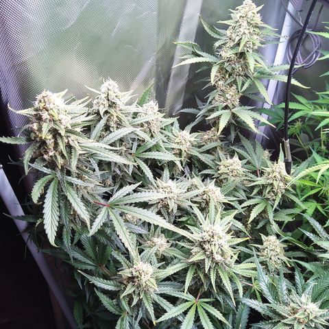 Anneliese (Amnesia zkittlez auto by fastbuds) growlog timeline photo