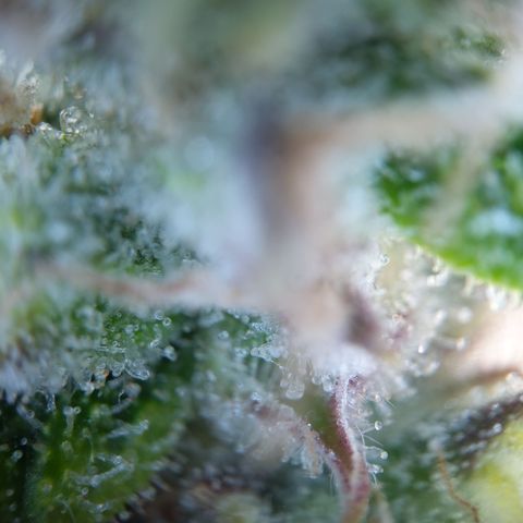 Anneliese (Amnesia zkittlez auto by fastbuds) growlog timeline photo
