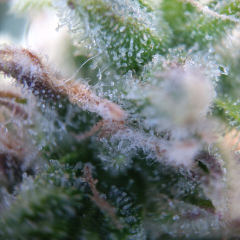 Anneliese (Amnesia zkittlez auto by fastbuds) growlog timeline photo