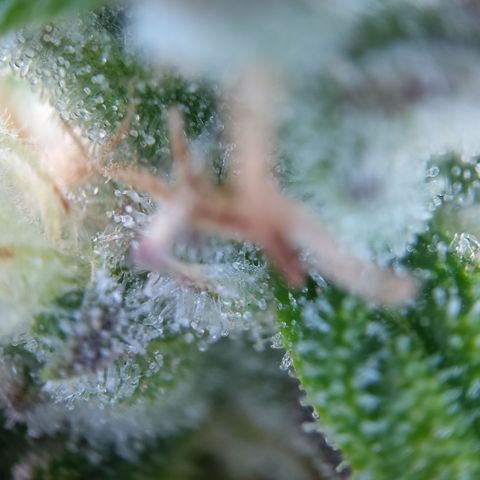Anneliese (Amnesia zkittlez auto by fastbuds) growlog timeline photo